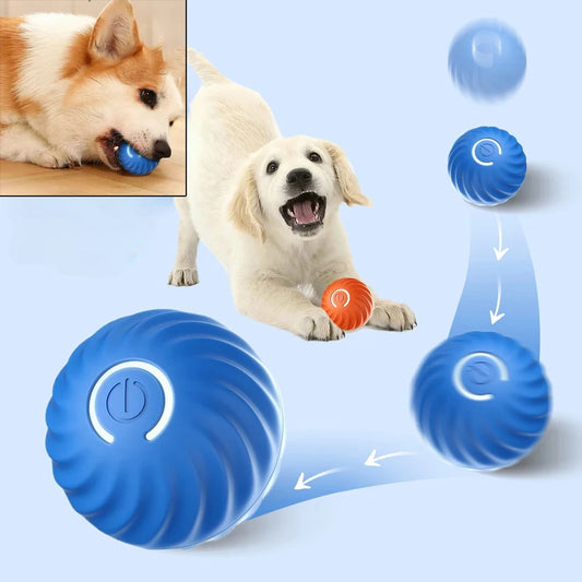 LOQUI DOG PLAYS