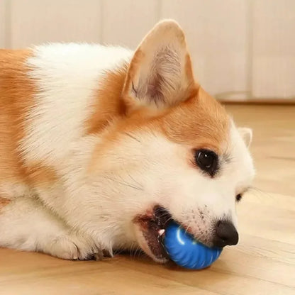 LOQUI DOG PLAYS