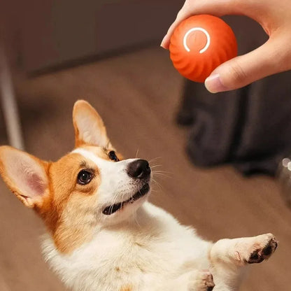 LOQUI DOG PLAYS